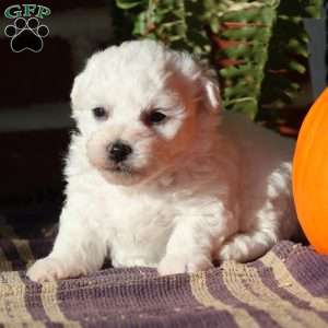 Gideon, Bichon Frise Puppy